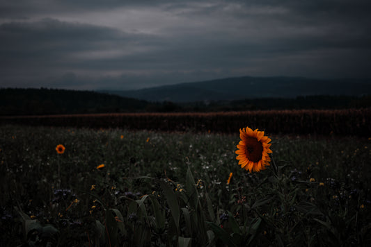 Sonnenblume am Feld