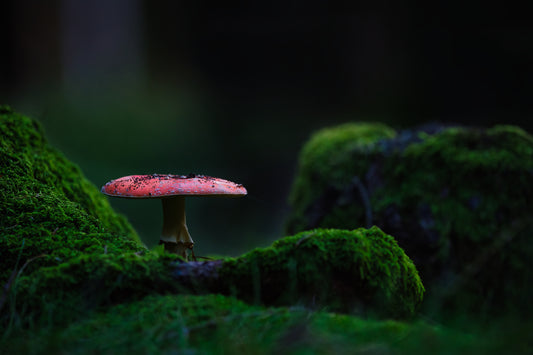 Geheimnisvoller Pilz im Dunkel des Waldes