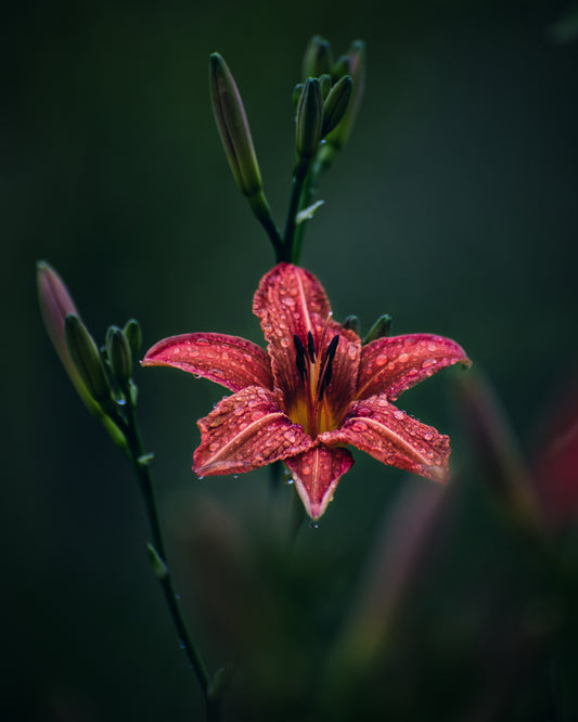 Farbenfrohe Eleganz in der Stille