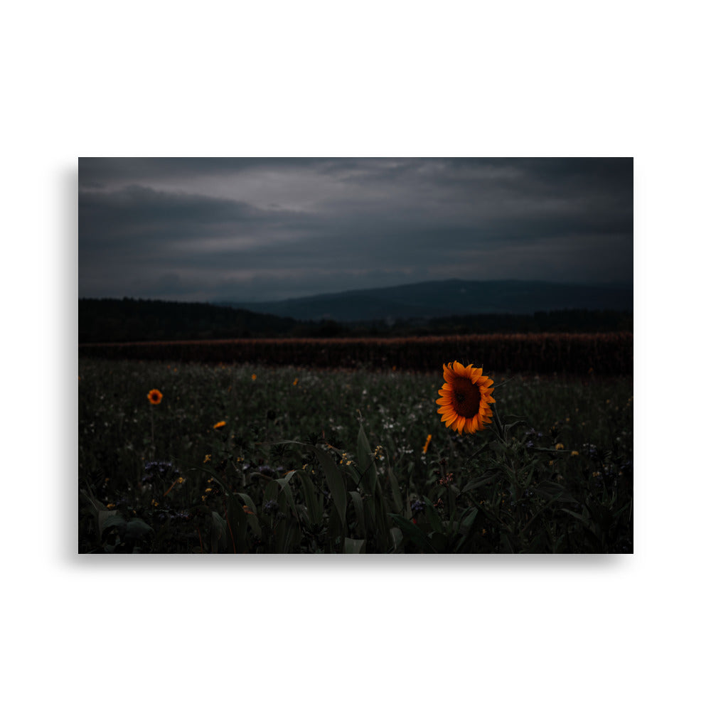 Sonnenblume am Feld Poster